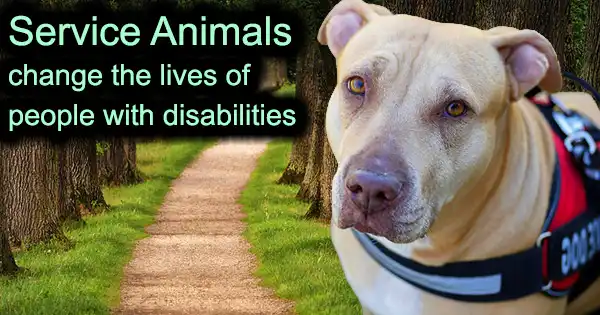 Service Animals – Comfort and Help for those with Disabilities